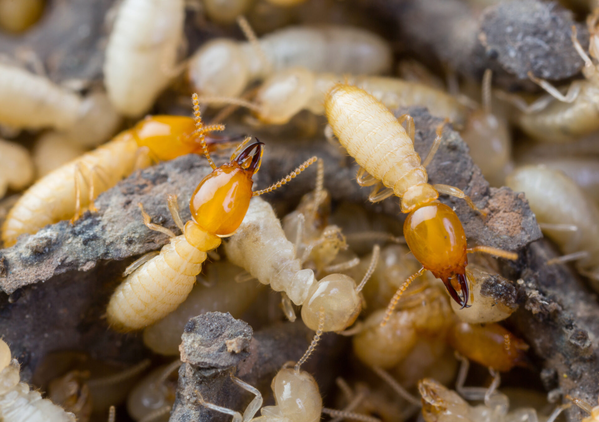 Close up termites or white ants in Thailand